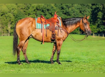 American Quarter Horse, Wallach, 6 Jahre, 152 cm, Falbe