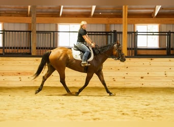American Quarter Horse, Wallach, 6 Jahre, 152 cm, Falbe