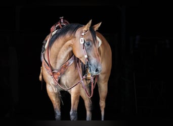 American Quarter Horse, Wallach, 6 Jahre, 152 cm, Falbe