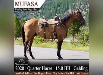 American Quarter Horse, Wallach, 6 Jahre, 152 cm, Falbe