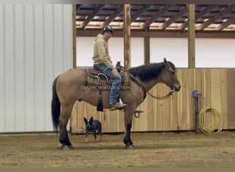 American Quarter Horse, Wallach, 6 Jahre, 152 cm, Falbe