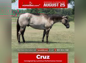 American Quarter Horse, Wallach, 6 Jahre, 152 cm, Grullo