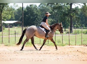 American Quarter Horse, Wallach, 6 Jahre, 152 cm, Grullo