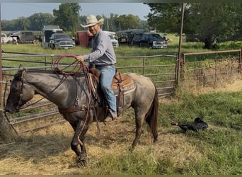 American Quarter Horse, Wallach, 6 Jahre, 152 cm, Grullo