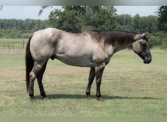 American Quarter Horse, Wallach, 6 Jahre, 152 cm, Grullo