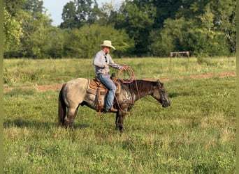 American Quarter Horse, Wallach, 6 Jahre, 152 cm, Grullo