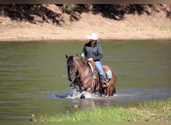 American Quarter Horse, Wallach, 6 Jahre, 152 cm, Grullo