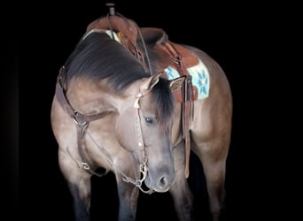 American Quarter Horse, Wallach, 6 Jahre, 152 cm, Grullo