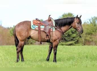 American Quarter Horse, Wallach, 6 Jahre, 152 cm, Grullo