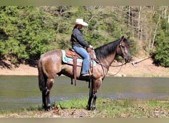 American Quarter Horse, Wallach, 6 Jahre, 152 cm, Grullo