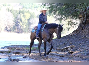 American Quarter Horse, Wallach, 6 Jahre, 152 cm, Grullo