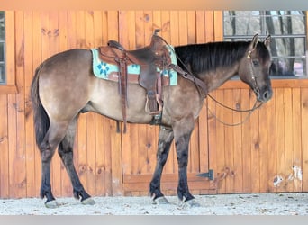American Quarter Horse, Wallach, 6 Jahre, 152 cm, Grullo