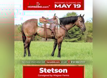 American Quarter Horse, Wallach, 6 Jahre, 152 cm, Grullo
