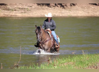 American Quarter Horse, Wallach, 6 Jahre, 152 cm, Grullo