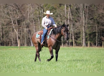 American Quarter Horse, Wallach, 6 Jahre, 152 cm, Grullo