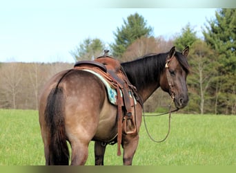 American Quarter Horse, Wallach, 6 Jahre, 152 cm, Grullo