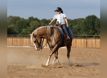 American Quarter Horse, Wallach, 6 Jahre, 152 cm, Palomino