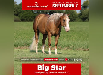 American Quarter Horse, Wallach, 6 Jahre, 152 cm, Palomino