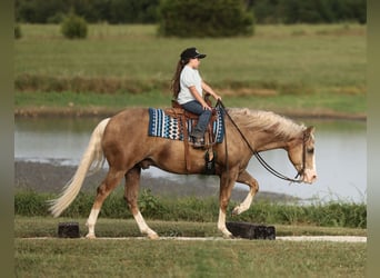 American Quarter Horse, Wallach, 6 Jahre, 152 cm, Palomino
