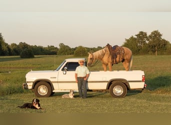 American Quarter Horse, Wallach, 6 Jahre, 152 cm, Palomino