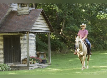 American Quarter Horse, Wallach, 6 Jahre, 152 cm, Palomino