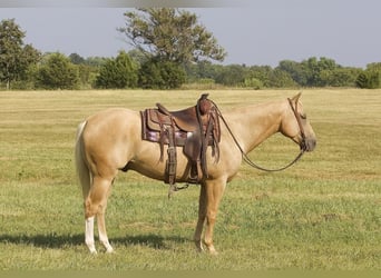 American Quarter Horse, Wallach, 6 Jahre, 152 cm, Palomino