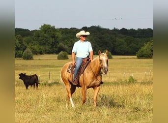 American Quarter Horse, Wallach, 6 Jahre, 152 cm, Palomino