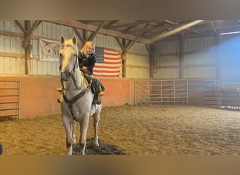 American Quarter Horse, Wallach, 6 Jahre, 152 cm, Palomino