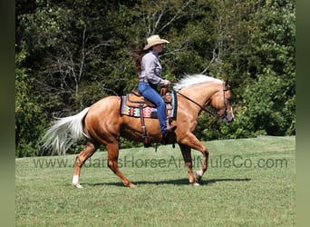 American Quarter Horse, Wallach, 6 Jahre, 152 cm, Palomino