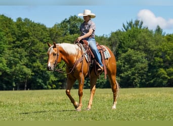American Quarter Horse, Wallach, 6 Jahre, 152 cm, Palomino