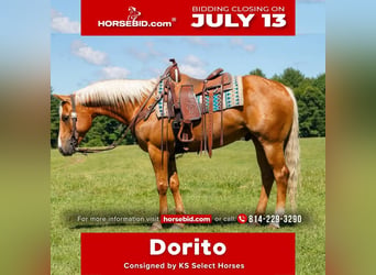 American Quarter Horse, Wallach, 6 Jahre, 152 cm, Palomino