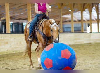 American Quarter Horse, Wallach, 6 Jahre, 152 cm, Palomino