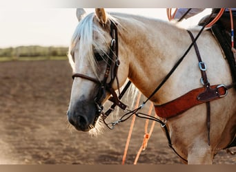 American Quarter Horse, Wallach, 6 Jahre, 152 cm, Palomino