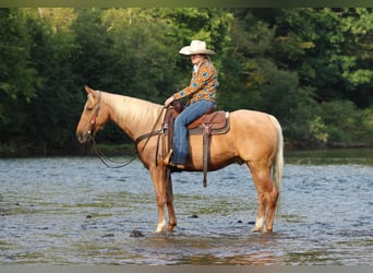 American Quarter Horse, Wallach, 6 Jahre, 152 cm, Palomino