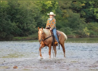 American Quarter Horse, Wallach, 6 Jahre, 152 cm, Palomino