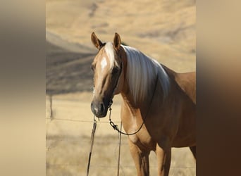 American Quarter Horse, Wallach, 6 Jahre, 152 cm, Palomino