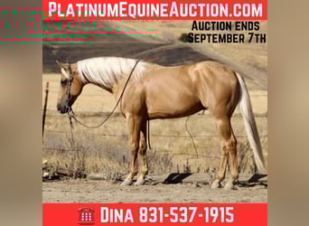 American Quarter Horse, Wallach, 6 Jahre, 152 cm, Palomino
