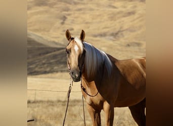 American Quarter Horse, Wallach, 6 Jahre, 152 cm, Palomino