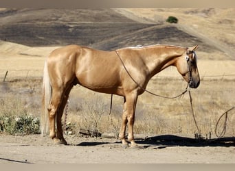 American Quarter Horse, Wallach, 6 Jahre, 152 cm, Palomino