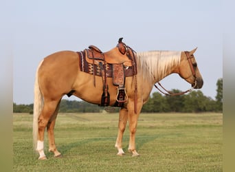 American Quarter Horse, Wallach, 6 Jahre, 152 cm, Palomino