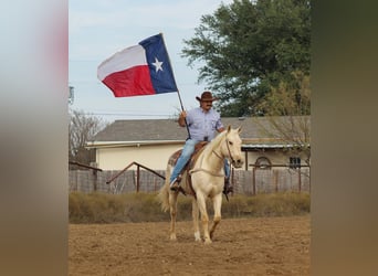 American Quarter Horse, Wallach, 6 Jahre, 152 cm, Palomino