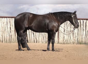 American Quarter Horse, Wallach, 6 Jahre, 152 cm, Rappe