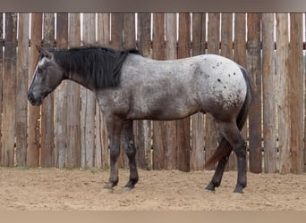 American Quarter Horse, Wallach, 6 Jahre, 152 cm, Rappe