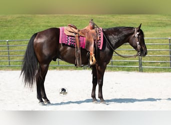 American Quarter Horse, Wallach, 6 Jahre, 152 cm, Rappe