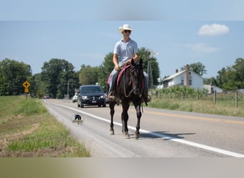 American Quarter Horse, Wallach, 6 Jahre, 152 cm, Rappe
