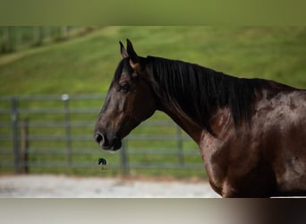 American Quarter Horse, Wallach, 6 Jahre, 152 cm, Rappe