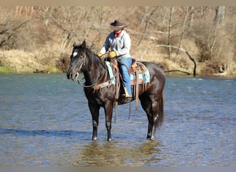 American Quarter Horse, Wallach, 6 Jahre, 152 cm, Rappe