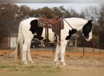 American Quarter Horse, Wallach, 6 Jahre, 152 cm, Rappe