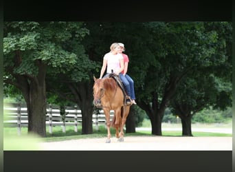 American Quarter Horse, Wallach, 6 Jahre, 152 cm, Red Dun