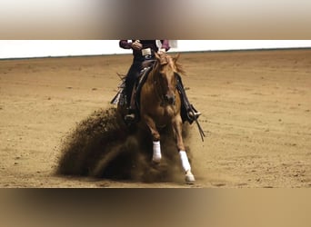 American Quarter Horse, Wallach, 6 Jahre, 152 cm, Red Dun